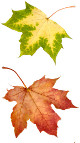 Das Pro-Kita-Portal im Herbst